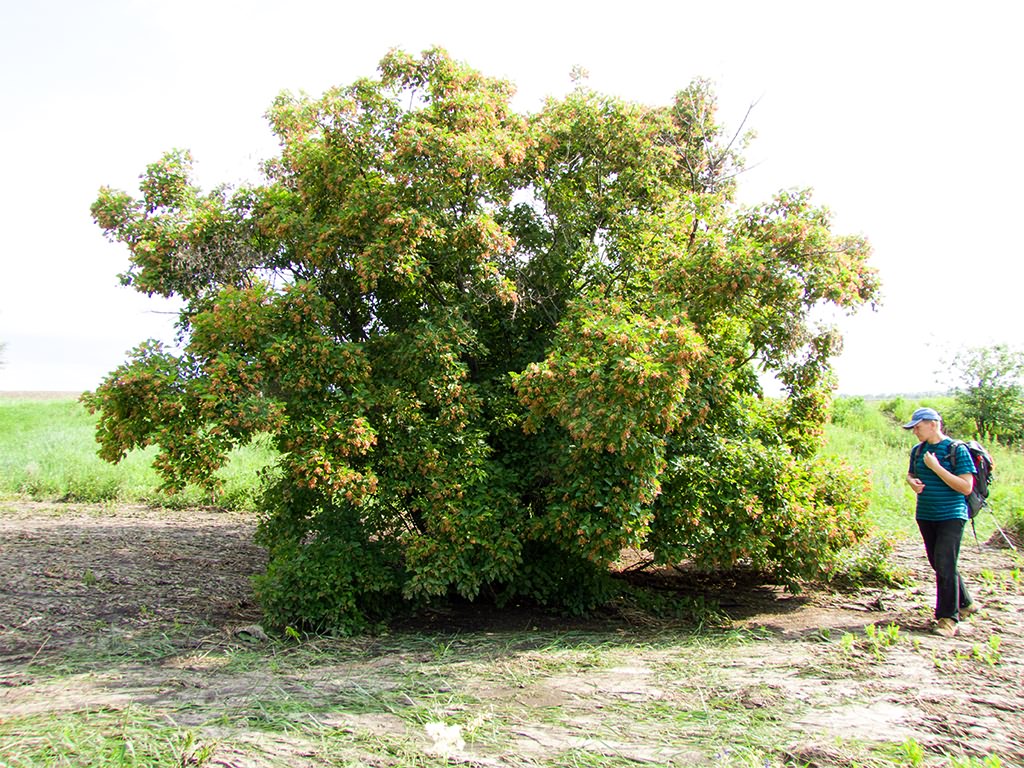 Acer tataricum L.